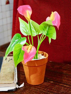 wonderland calla lily with plastic pot (set of 2) - 15441090 - Standard Image - 4