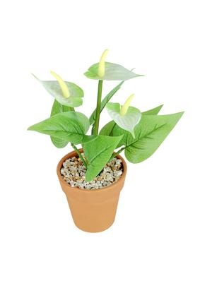 wonderland anthurium with plastic pot in white (set of 2) - 15441092 - Standard Image - 4