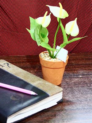 wonderland anthurium with plastic pot in white (set of 2) - 15441092 - Standard Image - 7