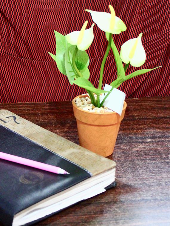 wonderland anthurium with plastic pot in white (set of 2) - 15441092 - Zoom Image - 7