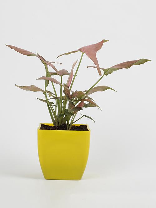 Syngonium Pink Plant - 15539741 - Standard Image - 1