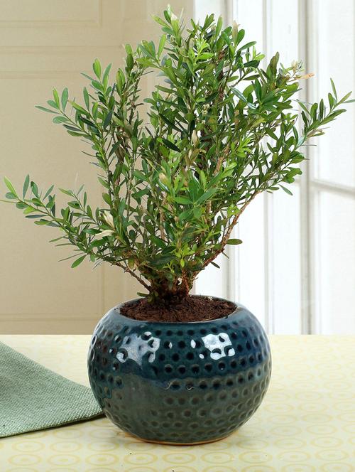 round ceramic unimus plant - 15546526 - Very Small Image - 1