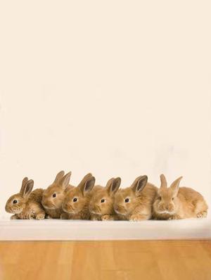 Rawpockets Wall Decals ' Rabbit Animals ' Wall stickers (PVC Vinyl) Multicolour - 15733877 - Standard Image - 4