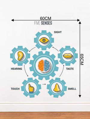 Rawpockets Wall Decals ' Five Senses?Chart ' Wall stickers (PVC Vinyl) Multicolour - 15734168 - Standard Image - 4