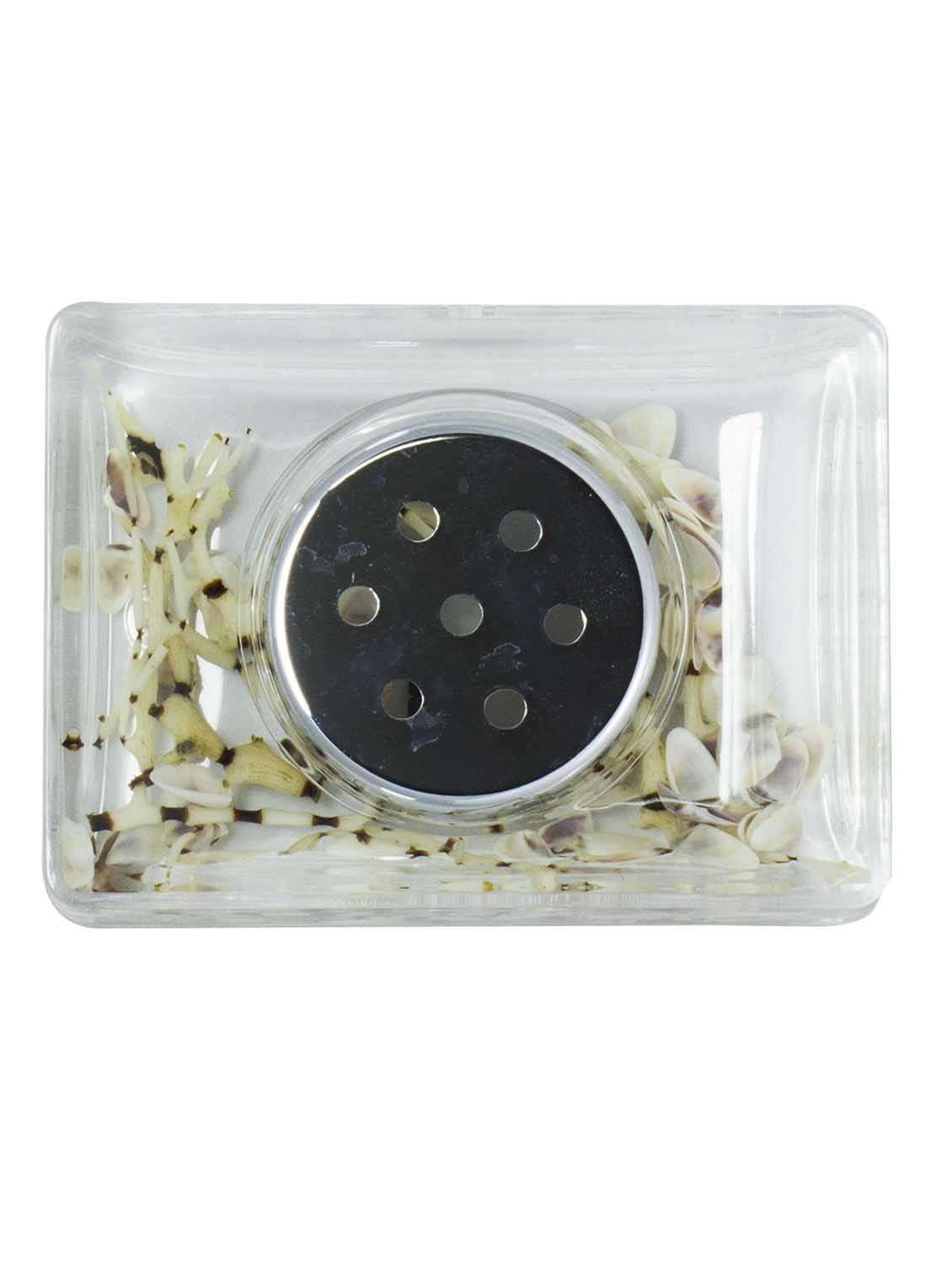 polo lifetime always small rectangular acrylic soap dish - brown leaf & sea shells potpourri