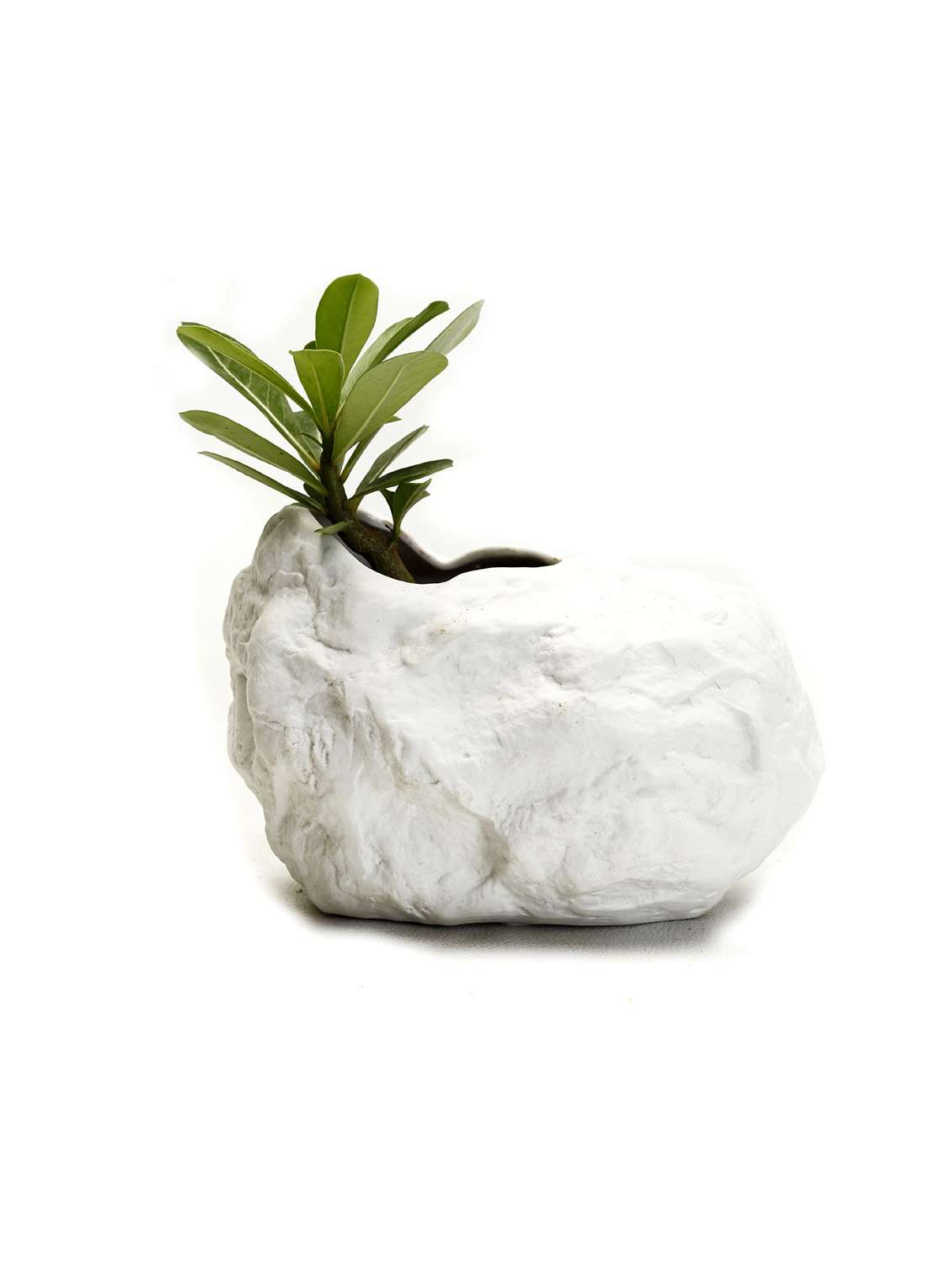 modern shell shaped ceramic planter pot