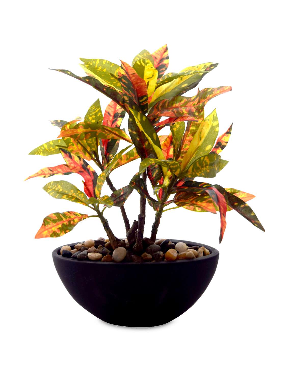 polyscias fabian bonsai Polyscias Fabian House Plant – Plants For All Seasons main image 1