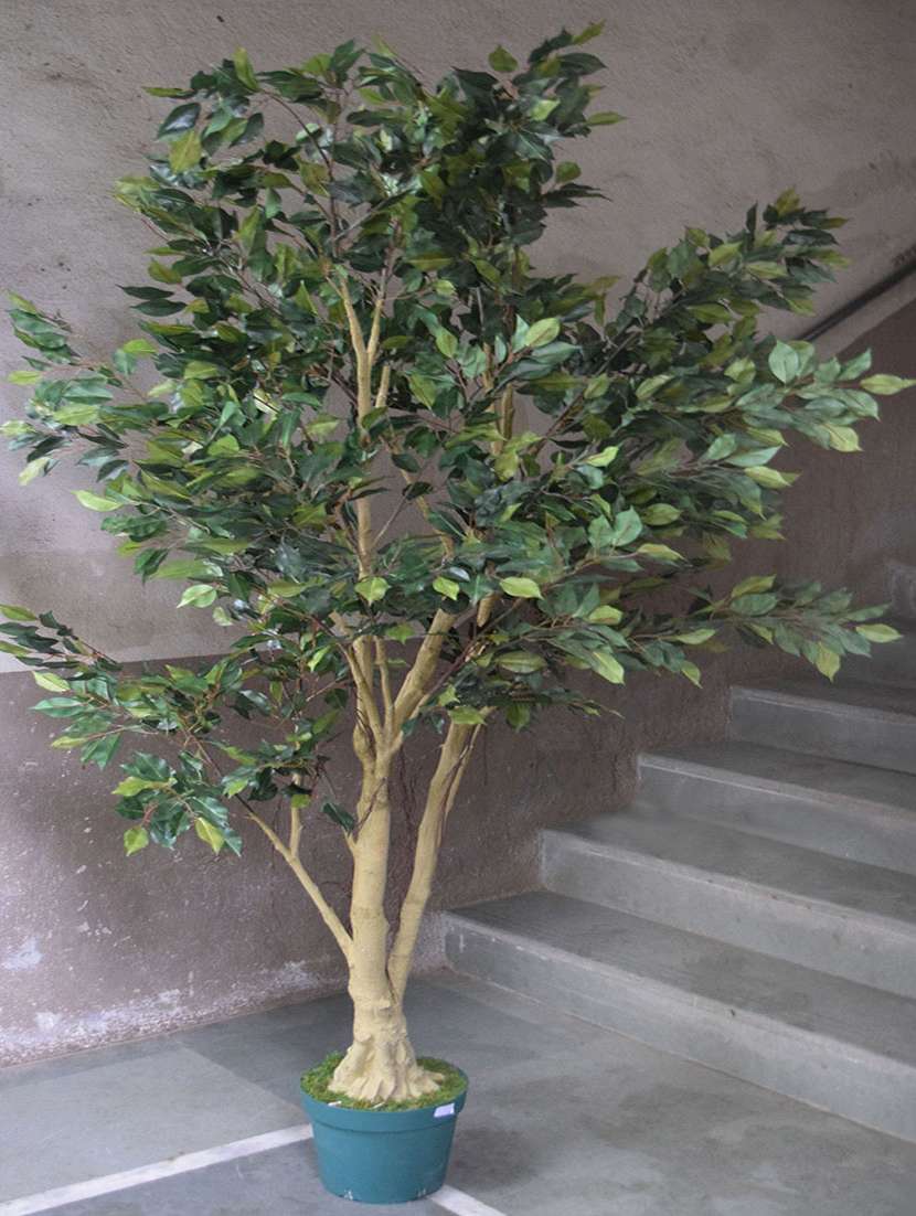 Fourwalls  215 cm tall decorative artificial Ficus plant without pot
