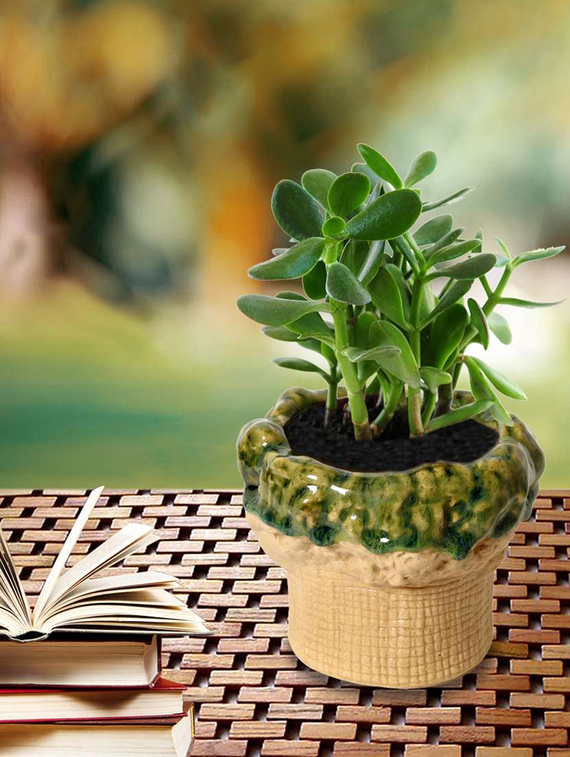 tree ambose ceramic table top planter - 15325691 - Zoom Image - 0