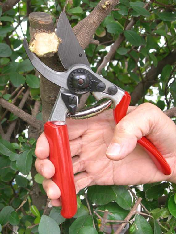 wonderland nano 07 plant shears red and silver 10.6 x 3.5 x 1.5 (in inches)