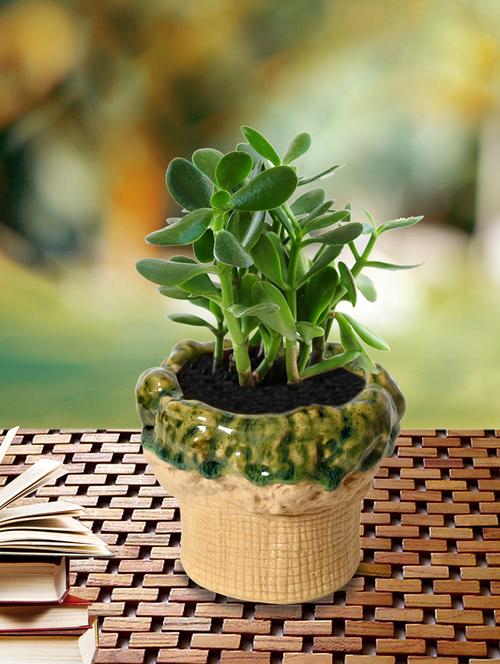 unravel india tree ambose ceramic table top planter - 15671377 - Standard Image - 0