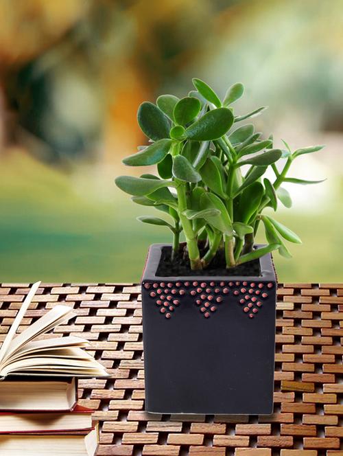 unravel india ceramic brown table top planter - 15671379 - Standard Image - 0