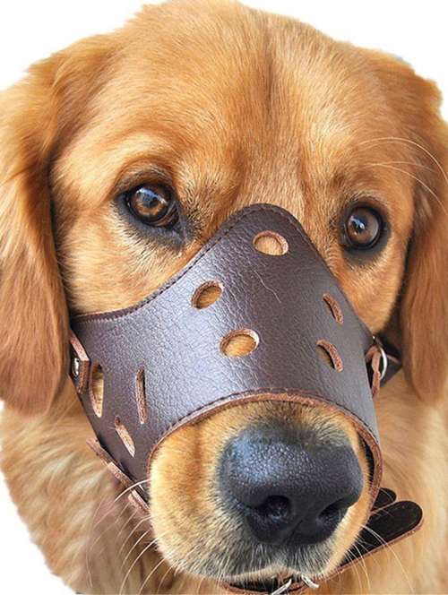 brown leather strips pet muzzle - 18697367 -  Standard Image - 0