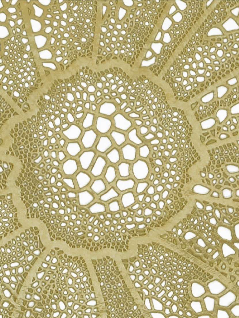 winner round shape table placemats - 19695214 -  Standard Image - 3