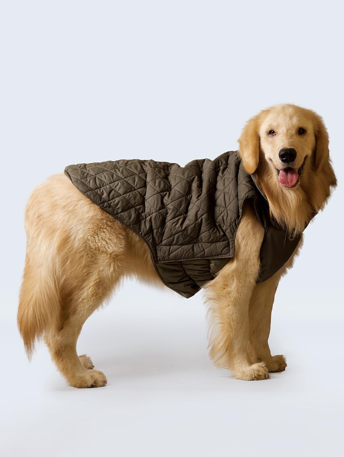 green solid dog jacket