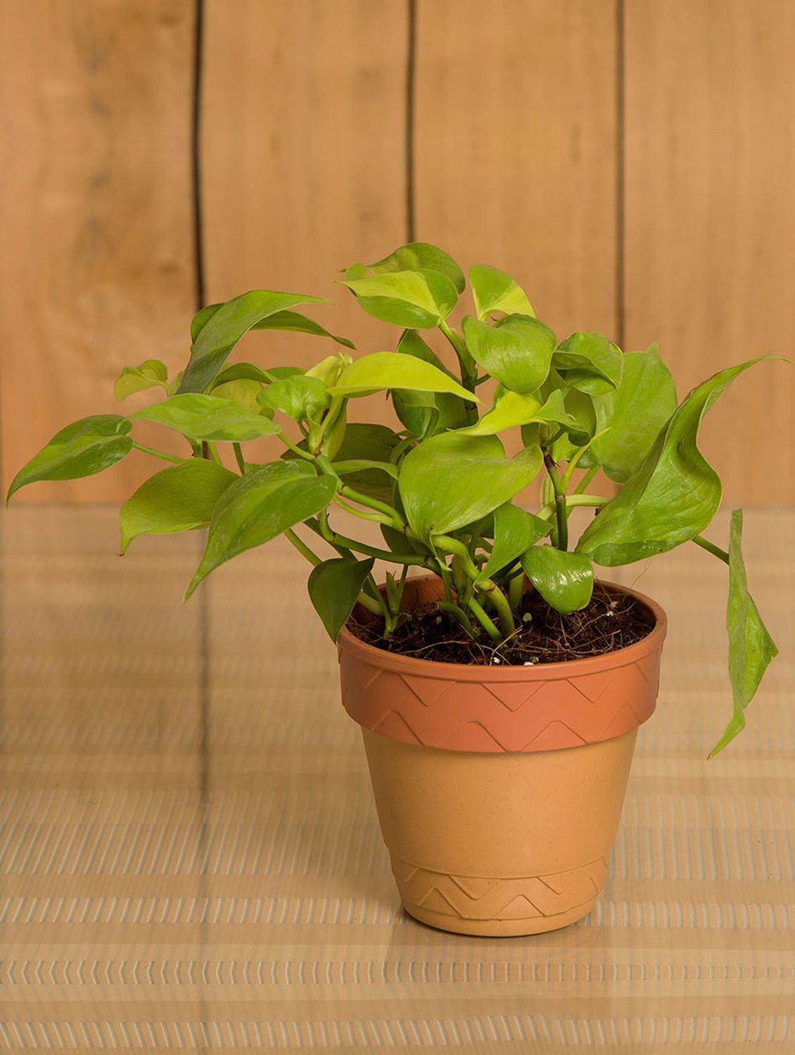 Oxycardium Indoor Plant In Self Watering Planter - By
